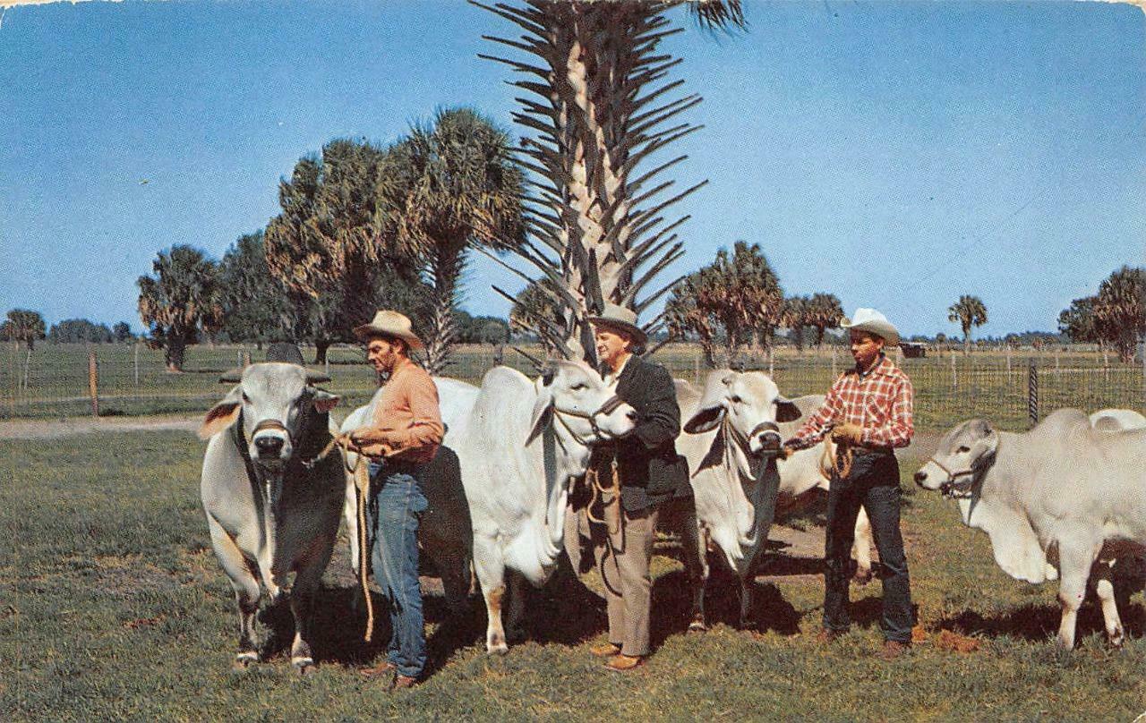 Kissimmee River Valley FL Brahma Cattle Ranch Cowboys c1960s Vintage