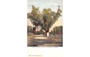 Washington's Elm in Cambridge, Massachusetts