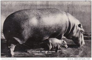 Illinois Chicago Zoological Park At Brookfield Hippopotamus and Day Old Calf ...