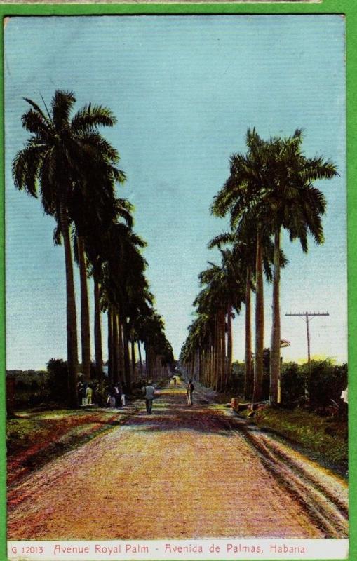 c1910 HABANA Havana Republica de Cuba Postcard Avenue Royal Palm