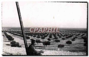 Postcard Modern Tunisia Sfax The forest of olive trees