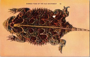 Horned Toad Ole Southwest Vintage Linen Postcard WOB Animal Reptile Spikes Scale 