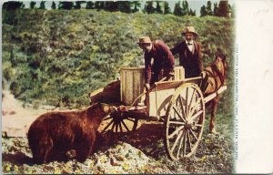 Yellowstone National Park Bear Feeding Meals A La Cart c1906 Haynes Postcard G29
