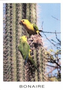 bonaire, N.A., Parakeet eating the Fruit of Cactus (1990s) Postcard