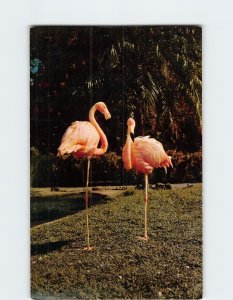 Postcard Flamingos In Stanley Park, Vancouver, Canada