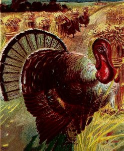 1915 THANKSGIVING GREETINGS TURKEYS GRAIN FIELD D. GOLDIE ARTIST POSTCARD 20-168