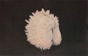 Postcard Spiny Jewel Box Seashell Florida