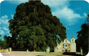 CPM AK Arbol del Tule MEXICO (599557)