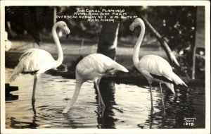 Miami Florida FL Coral Flamingo Rare Bird Farm Real Photo Vintage Postcard