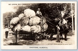 Okotoks Alberta Canada Postcard We Grow Exaggerated Cabbages 1949 RPPC Photo