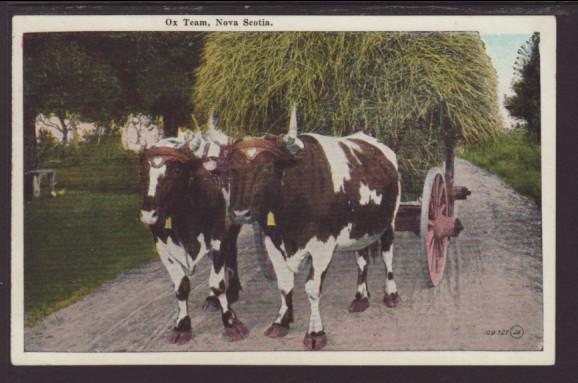 Ox Team,Nova Scotia,Canada Postcard 