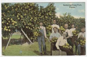 Gathering Grapefruit Farming Florida 1918 postcard