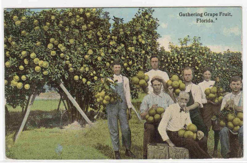 Gathering Grapefruit Farming Florida 1918 postcard