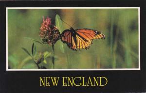 Monarch Butterfly - Common in New England