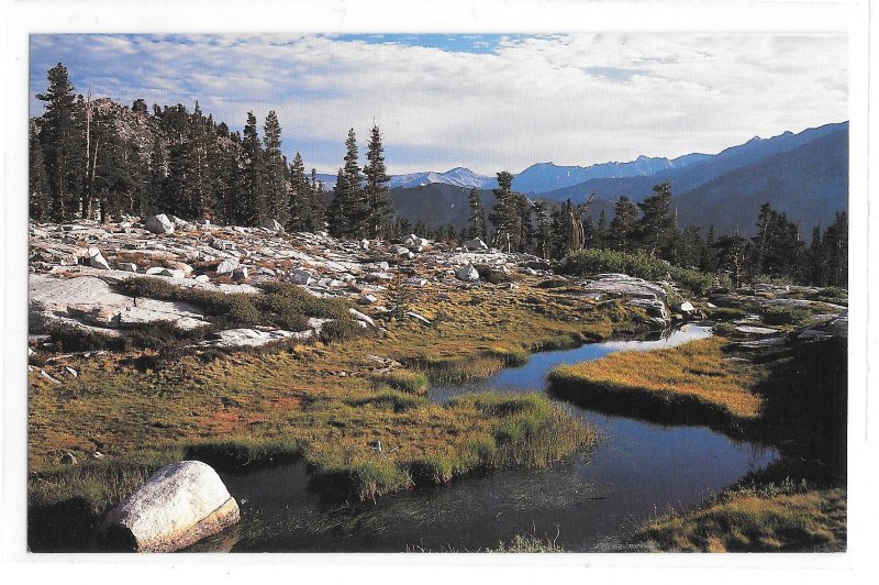 CA Mosquito Creek Sequoia National Park Carr Clifton Photo Sierra Club Postcard