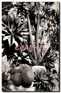 Postcard Modern Jardin Exotique de Monaco Agaves