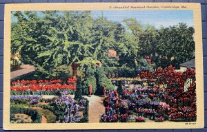 Vintage Postcard 1944 Beautiful Boxwood Gardens Cambridge Maryland