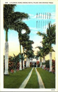 Florida Home Among Royal Palms Orange Trees Vintage Postcard Standard View Card  