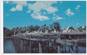 Nesting Platforms in Bird City, Jungle Gardens, Avery Island,  Louisiana,  40...