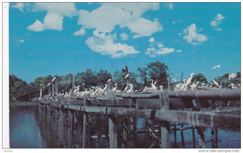Nesting Platforms in Bird City, Jungle Gardens, Avery Island,  Louisiana,  40...