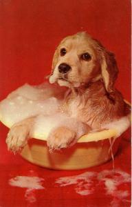 Bath Time (Dog)