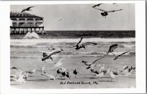 RPPC Seagulls Birds Old Orchard Beach Maine Vintage Postcard Q03