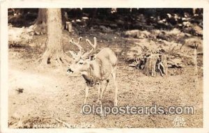 Washington, USA Real Photo - Washington Native Deer 1943 