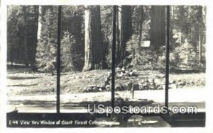 Real Photo - Giant Forest Coffee Shop - MIsc, California CA  