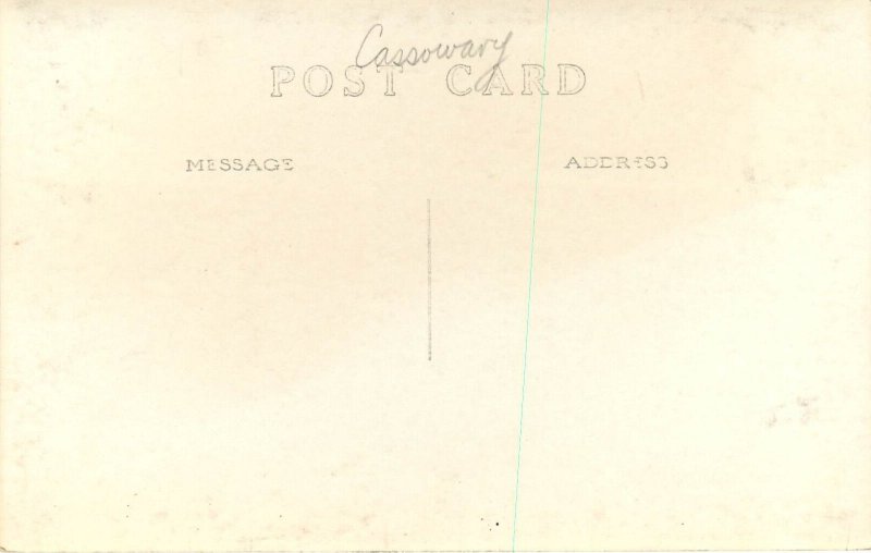 RPPC Postcard; Cassowary, Heaviest Australian Bird, Unposted 1940s