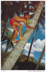 Cocopalm Climber,  Hawaii,  40-60s