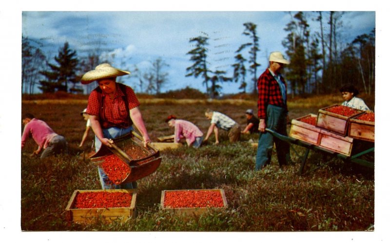 MA - Cape Cod. Harvesting Cranberries