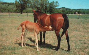 Animals Two Horses Dinner Time Photo By Thomas Peters Lake Vintage Postcard