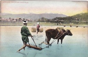 Japan Farmer Preparing Rice Field With Ox and Plow