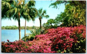 Postcard - Azalea Time, In Tropical Florida
