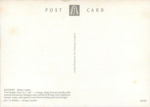 Postcard Animals wildlife badgers meles meles