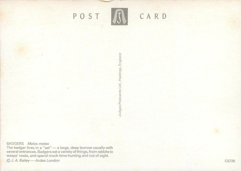 Postcard Animals wildlife badgers meles meles