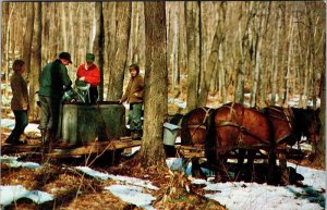 Postcard BUSINESS ACTIVITY SCENE New England Maine ME AK9118