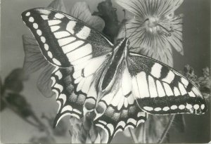 Postcard Animals schwalbenschwanz papilo machaon butterfly