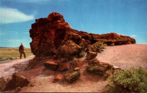 Arizona Petrified Forest Famous Old Faithful Log Near Holbrook