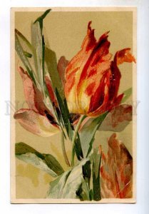 245025 TULIPS Belle Flowers by C. KLEIN vintage colorful PC  