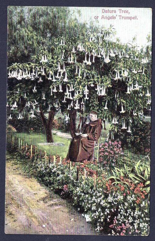 Datura Tree Monk in Garden Santa Barbara CA Unused c1910s