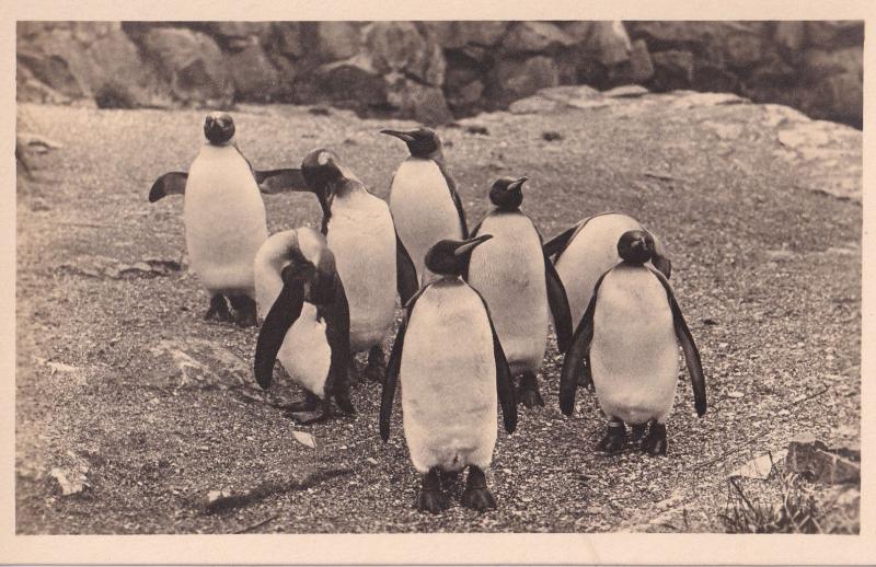 Edinburgh Penguins Vintage Scottish Zoo Antique Postcard