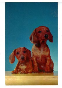 Dogs - Hansel & Gretel