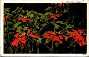 Florida Poinsttias In Bloom 1929 Curteich