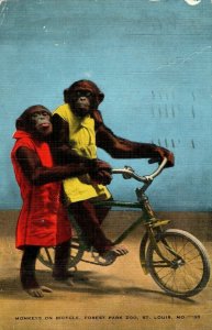 Vintage Monkeys Riding Bicycle Forest Park Zoo St. Louis Vintage Postcard P118