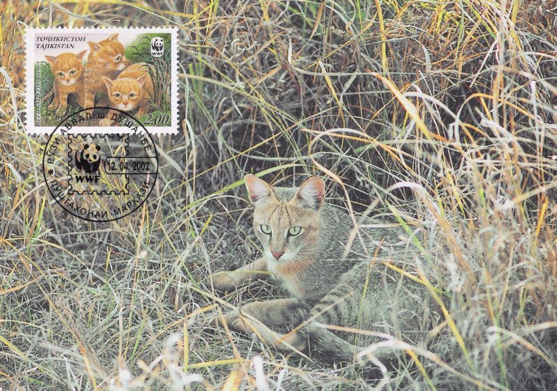 Reed Cat Tajikistan WWF Ltd Edn Stamp First Day Cover Postcard