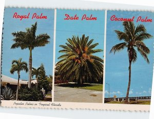 Postcard Popular Palm Trees in Tropical Florida USA