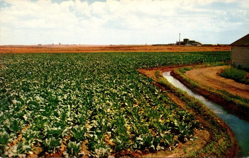 Washington Columbia Basin Irrigation Project Sugar Beet Field