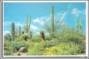 Arizona Spring Comes to the Desert - [AZ-066X]