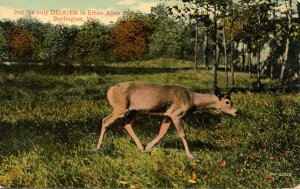 VT - Burlington. Ethan Allen Park Deer